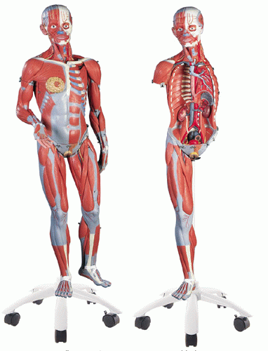 筋肉解剖　45分解モデル/両性3/4サイズ　B50