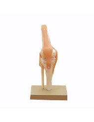 膝関節機能模型