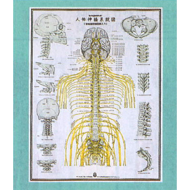 人体神経系統図　ビニール貼