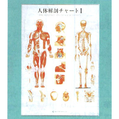 人体解剖チャート(アルミパネル入)